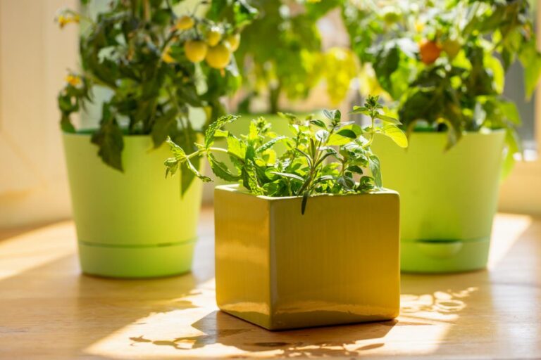 5 Proven Strategies to Create a Compact and Productive Indoor Veggie Garden