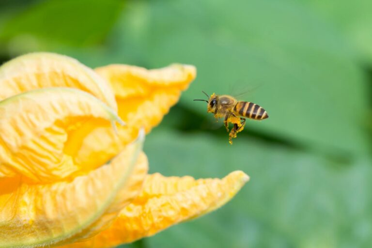 Honey Bee Flying Toward a Pumpkin Flower