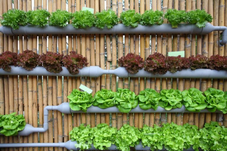 Hydroponic Garden With Various Lettuces on a Garden Fence