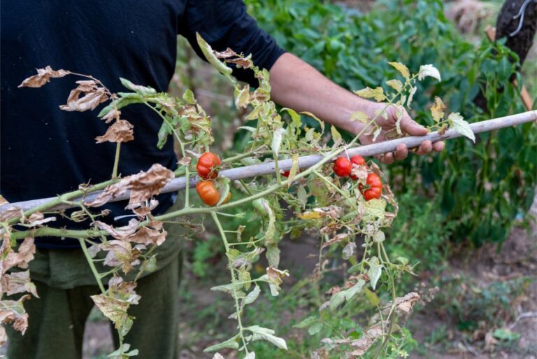 Man Holding Staked End of Season Tomato Plant