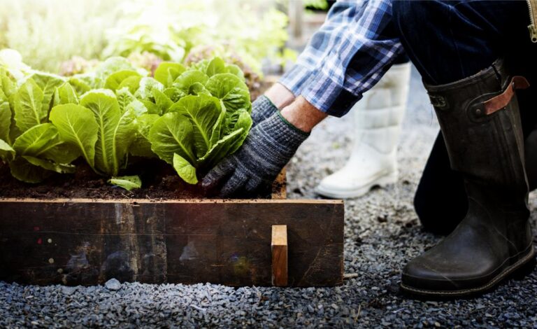 Man Kneeling Down to Tend to Garden Vegetables