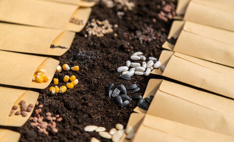 Open Seed Packets With Various Vegetable Seeds on Soil