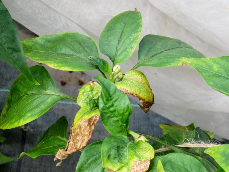 Pepper Plant With Dying Leaves