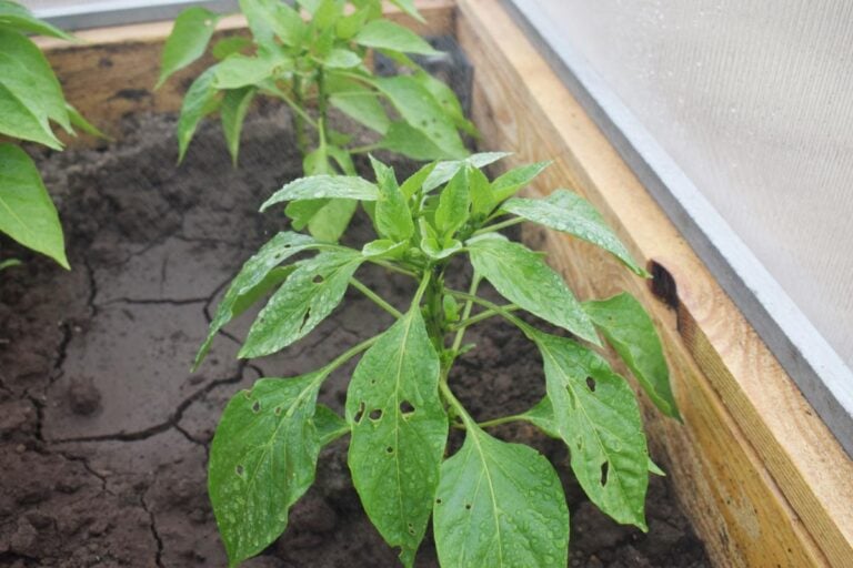 Pepper Plants With Holes in the Leaves