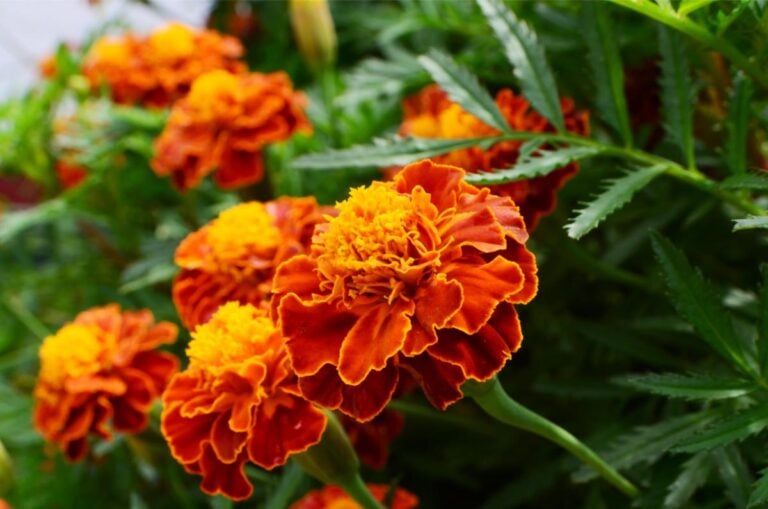 Reddish-Orange Petals on Healthy French Marigolds in the Garden