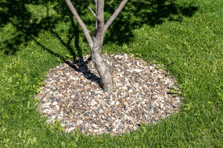 River Rock Mulched Around the Base of a Tree