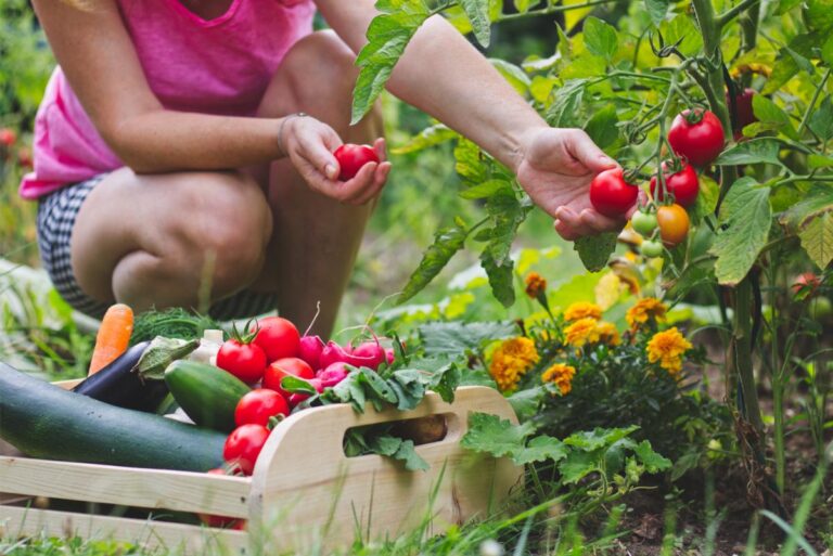 Woman Harvesting Tomatoes Off of the Vine