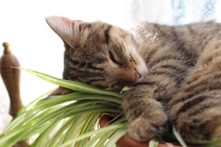 Cat Napping on Top of a Spider Plant