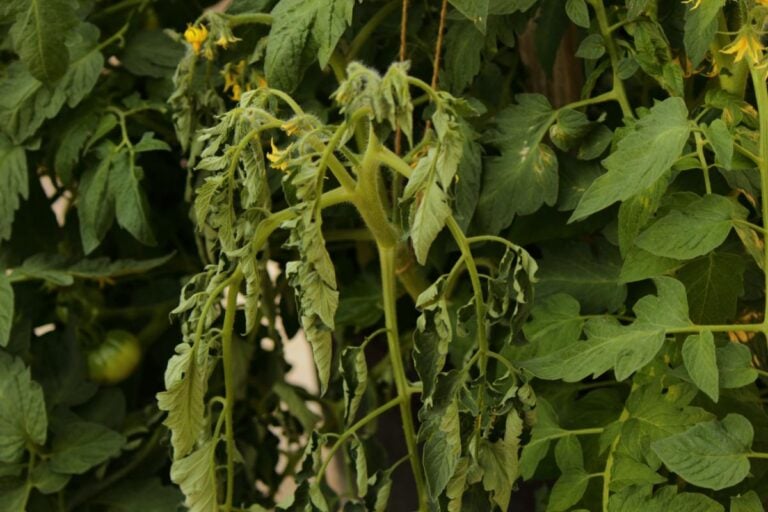Close Up of a Tomato Plant With Wilting and Drooping Leaves and Stems