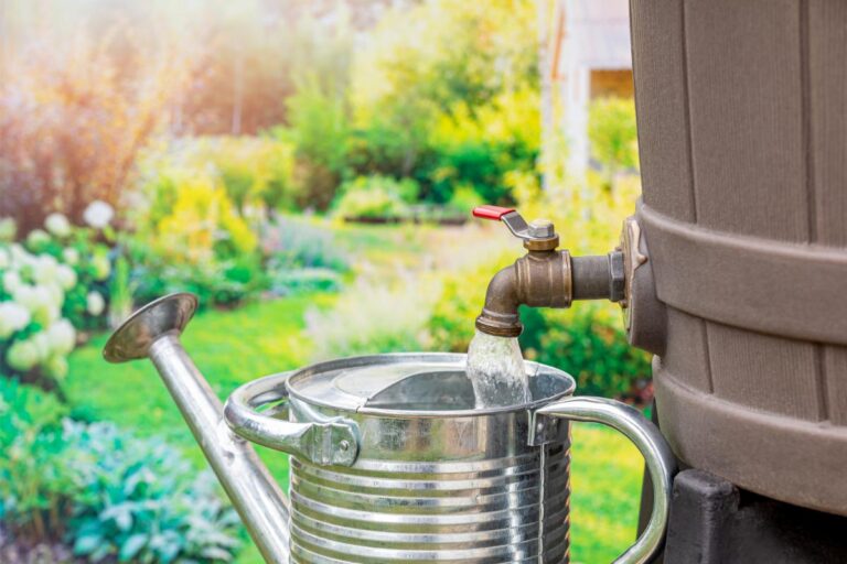 Filling a Watering Can With Rainwater From a Rain Barrel