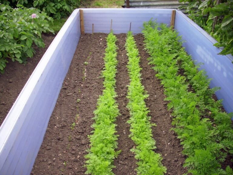 Garden Full of Carrots Sown in Succession