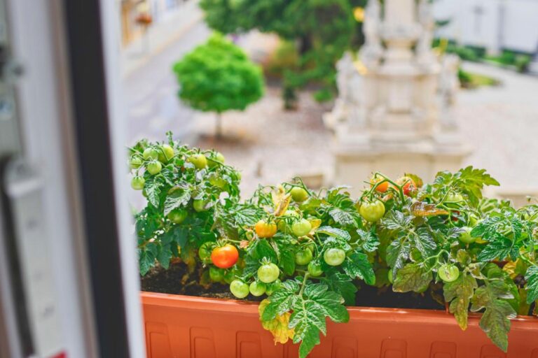 Growing Tomatoes in a Planter on a Window Sill