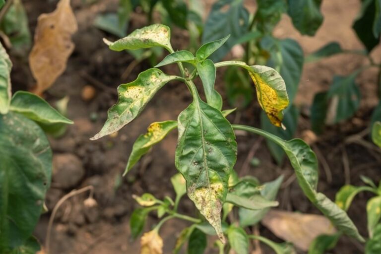 MJ - Pepper Plant With Yellowing and Dying Leaves With Brown Spots