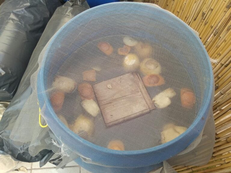 Making Compost Tea in a Blue Bucket