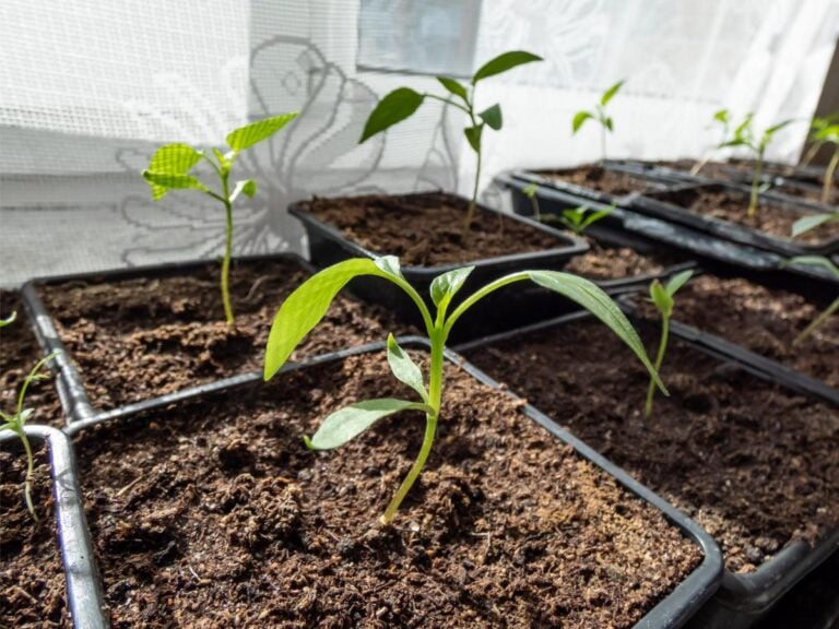 Many Small Pepper Plants in Black Containers