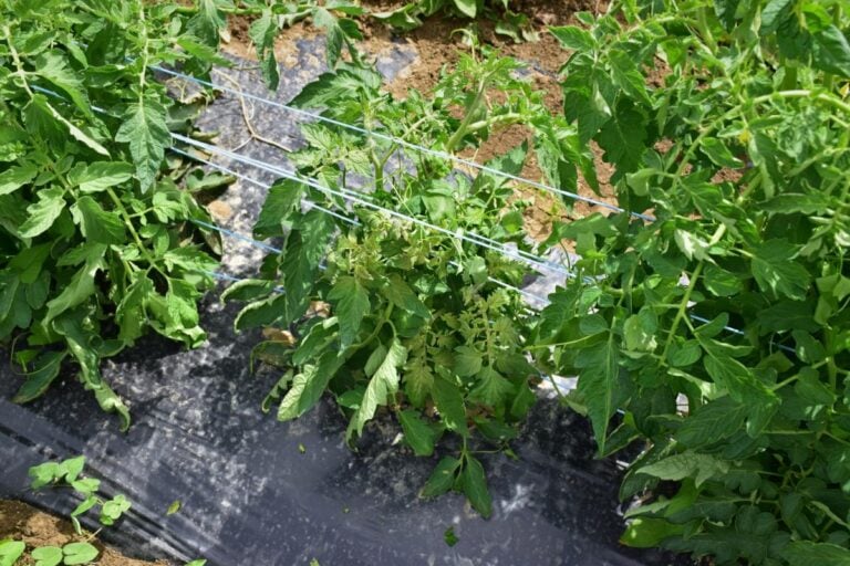 Stunted Tomato Plant Growing Between Two Normal Sized Plants