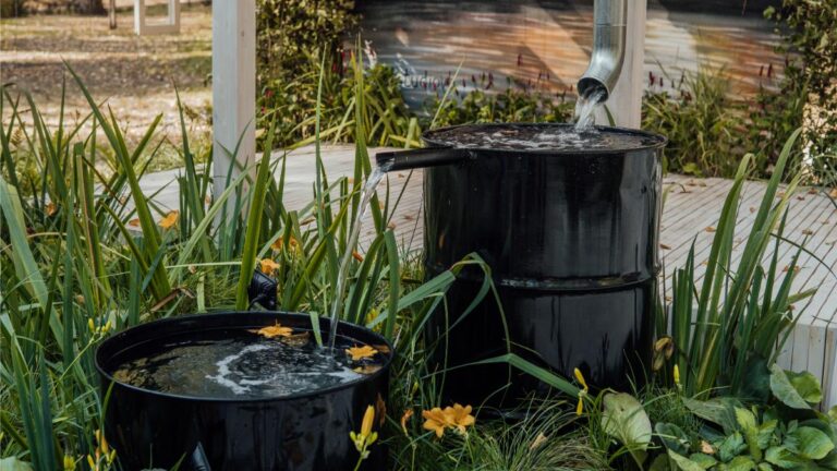 Water Draining From a Downspout into Two Rain Barrels