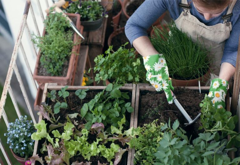 Woman Planting Vegetables and Herbs in a Container Garden on a Balcony