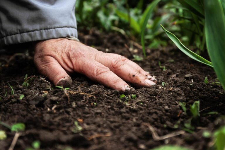 A hand feeling the soil