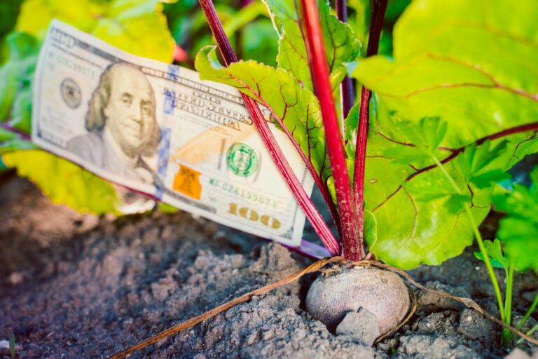 Beet Ready to Be Harvested With a Hundred Dollar Bill Tucked In It