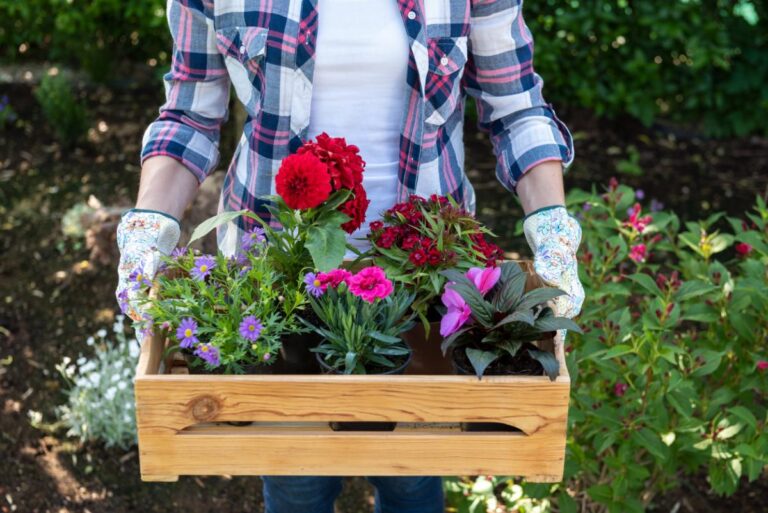 Carrying a box of flowers to plant