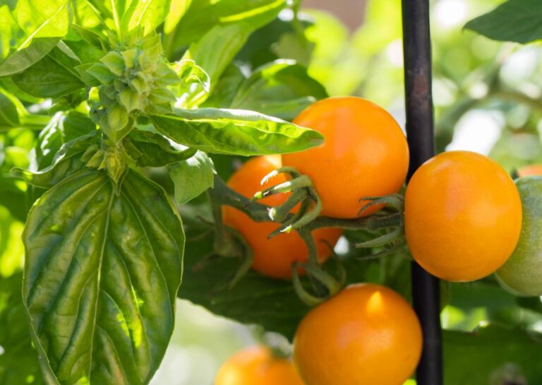 Companion Planting in a Vegetable Garden With Genova Basil and Sungold Tomatoes