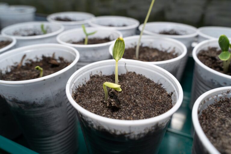 Cucumber seedlings in cups