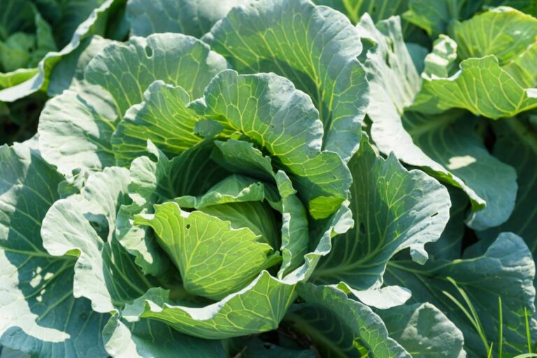 Cut and come again Chinese cabbage