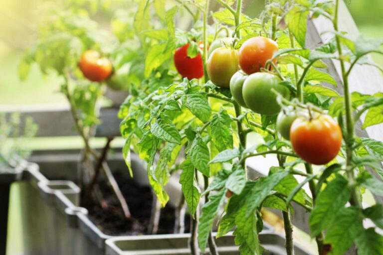 Growing Tomato Plants in Containers on a Deck