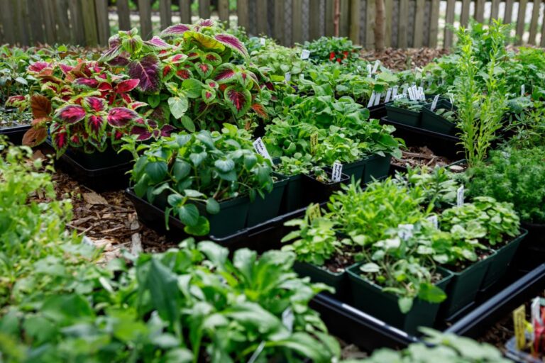 Hardening Off Seedlings Started Indoors