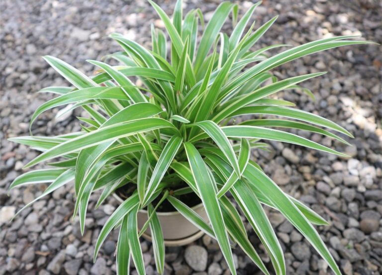 Healthy and Beautiful Spider Plant in a Plastic Pot
