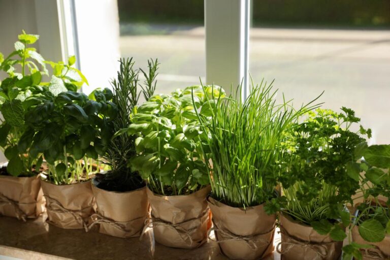 Herbs Growing in Paper Wrapped Pots on a Windowsill