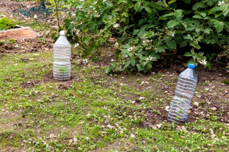 Plastic bottles can be used to cover vegetable plants and protect from frost