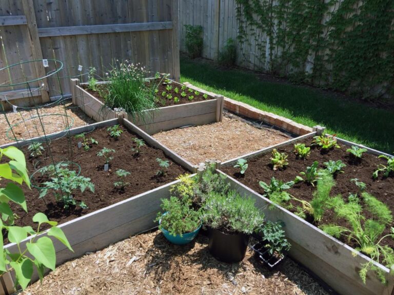 Small Urban Backyard With Raised Bed Gardens