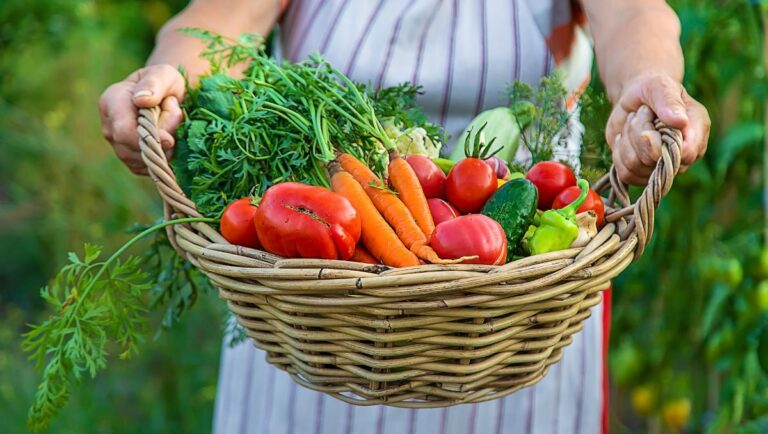 Woman Holding Basket of Freshly Harvested Vegetables From Her Backyard Garden