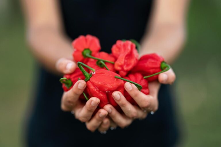 Woman Holding a Handful of Freshly Picked Red Habanero Peppers