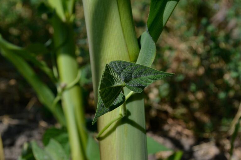 Young Bean Plant Wrapped Around Corn in a Three Sisters Garden