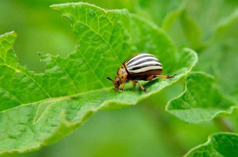 Colorado beetle eating holes in a leaf