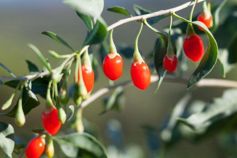 Goji berries