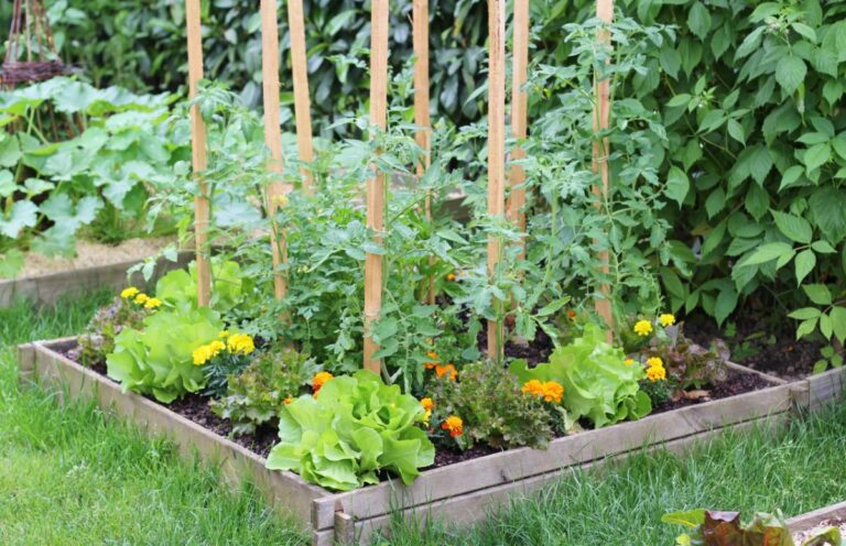 Raised bed salad garden