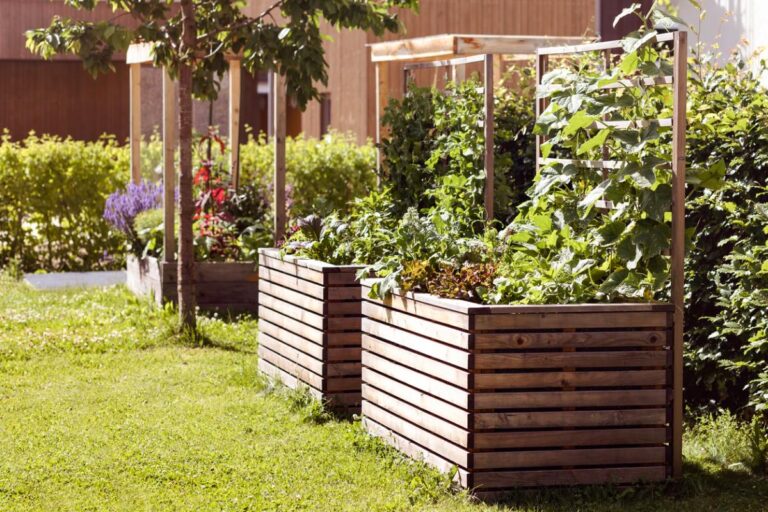 Raised beds with trellises