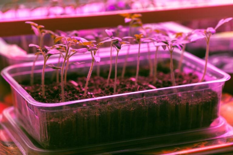 Seedlings growing under a grow light indoors