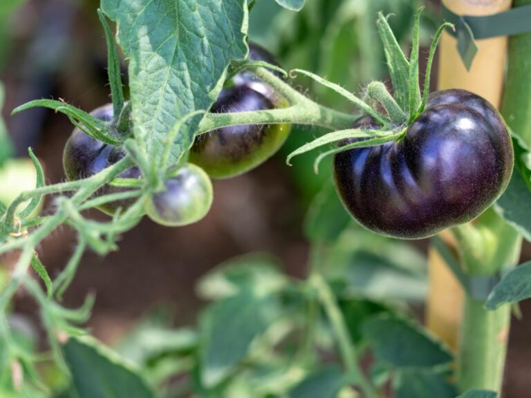 Black tomatoes up close