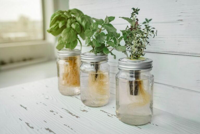 Growing herbs in mason jars