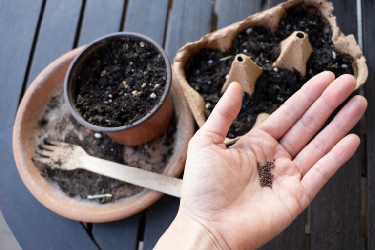 Placing seeds in a biodegradable egg carton