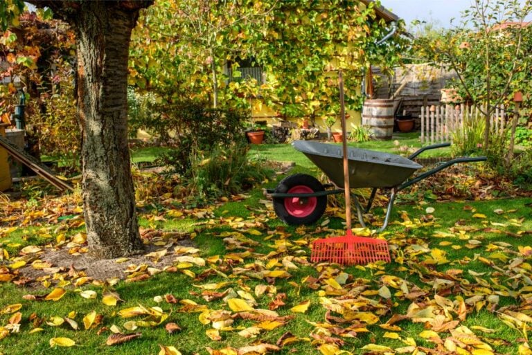 Gardening in the fall