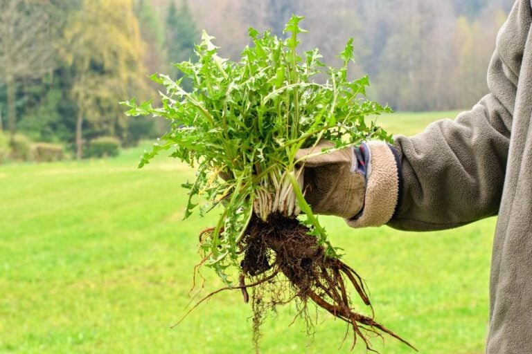 Holding dandelions