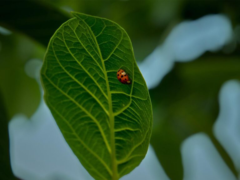 A ladybug on a leaf