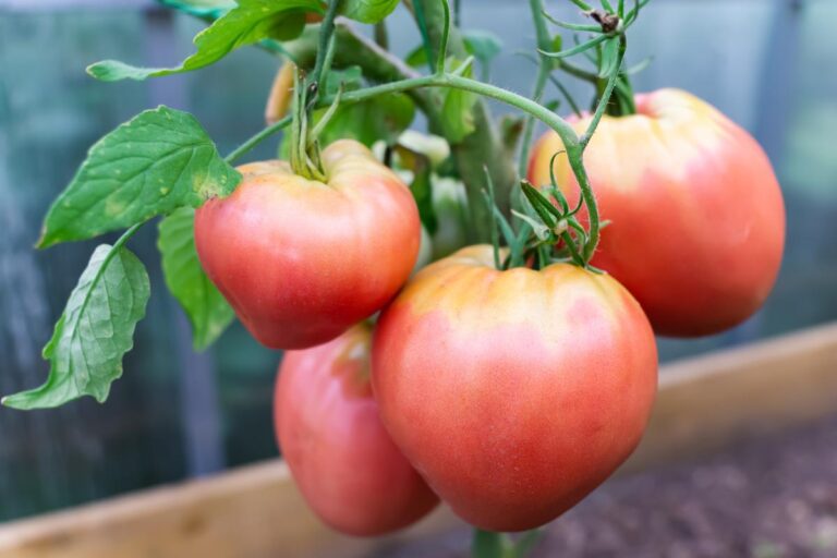 Close up shot of large beefsteak tomatoes