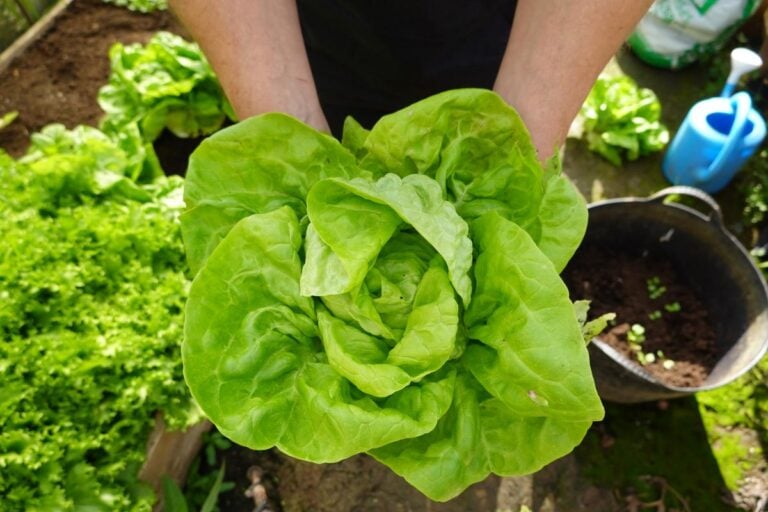 Harvesting lettuce from the backyard